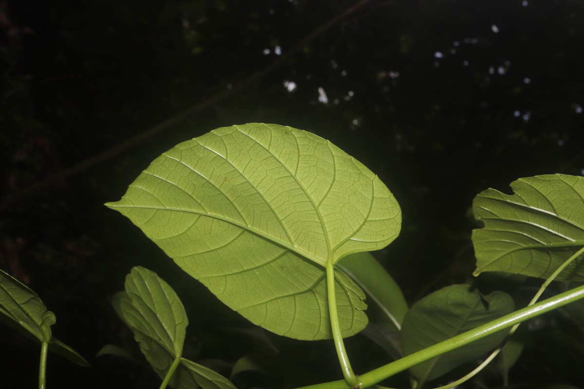 Cissus lonchiphylla Thwaites